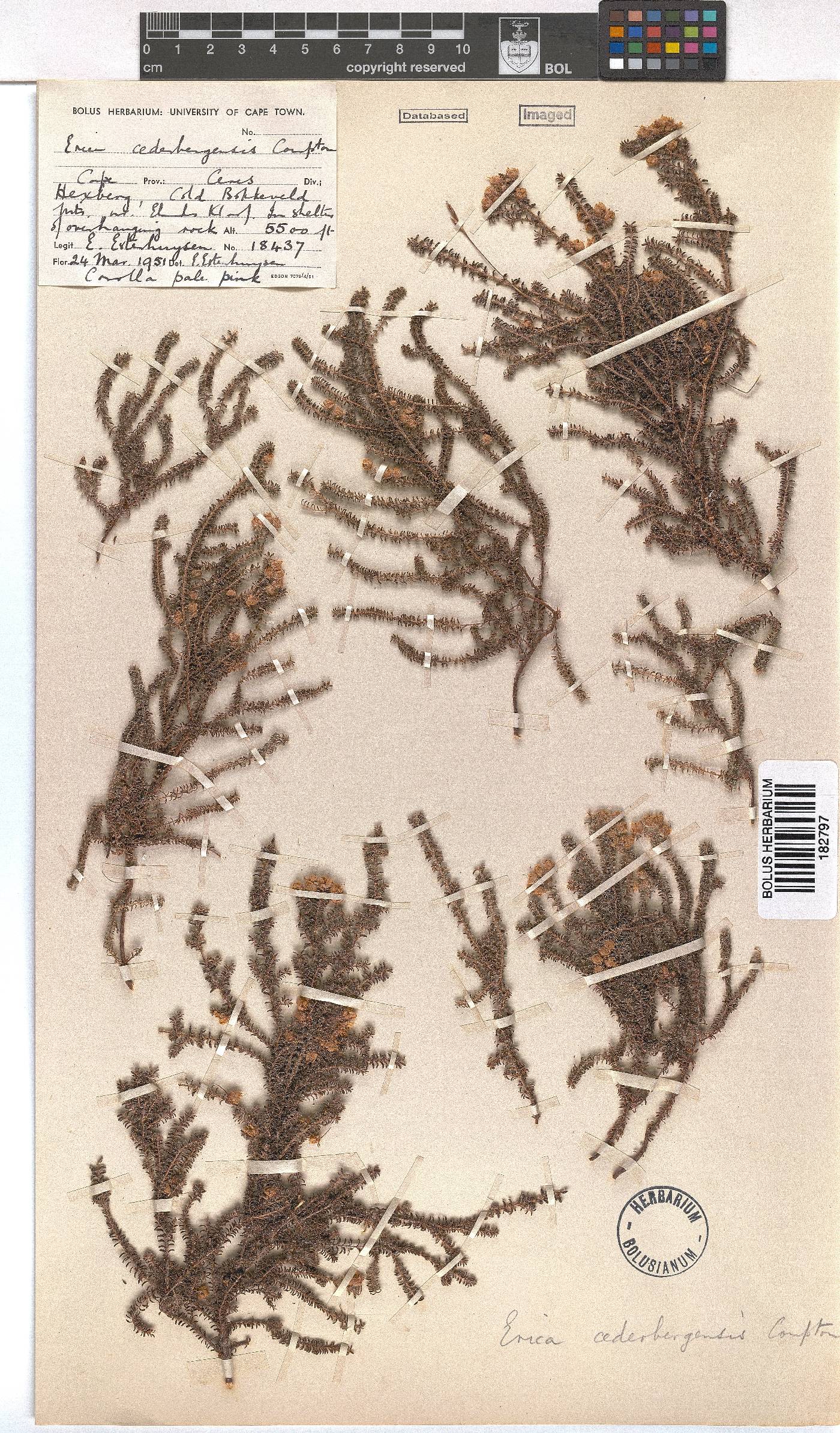 Erica cederbergensis image