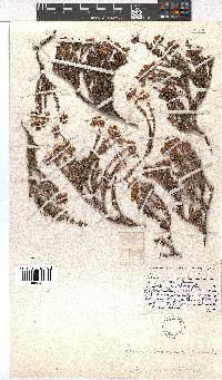 Erica coacervata image