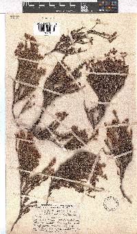 Erica coacervata image