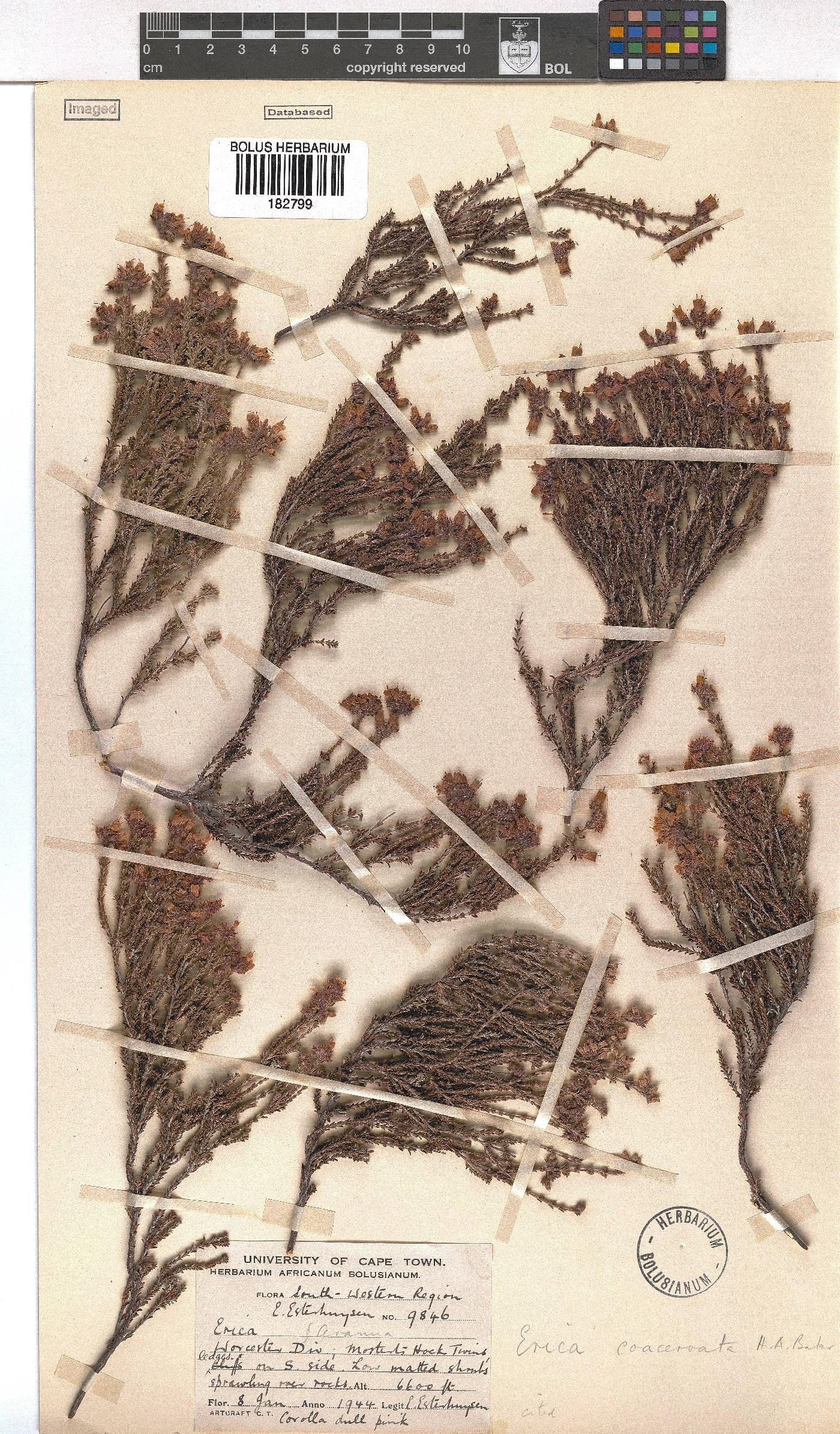 Erica coacervata image