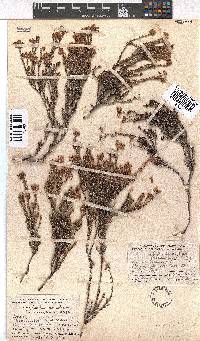 Erica coacervata image