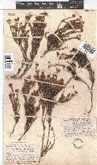 Erica coacervata image