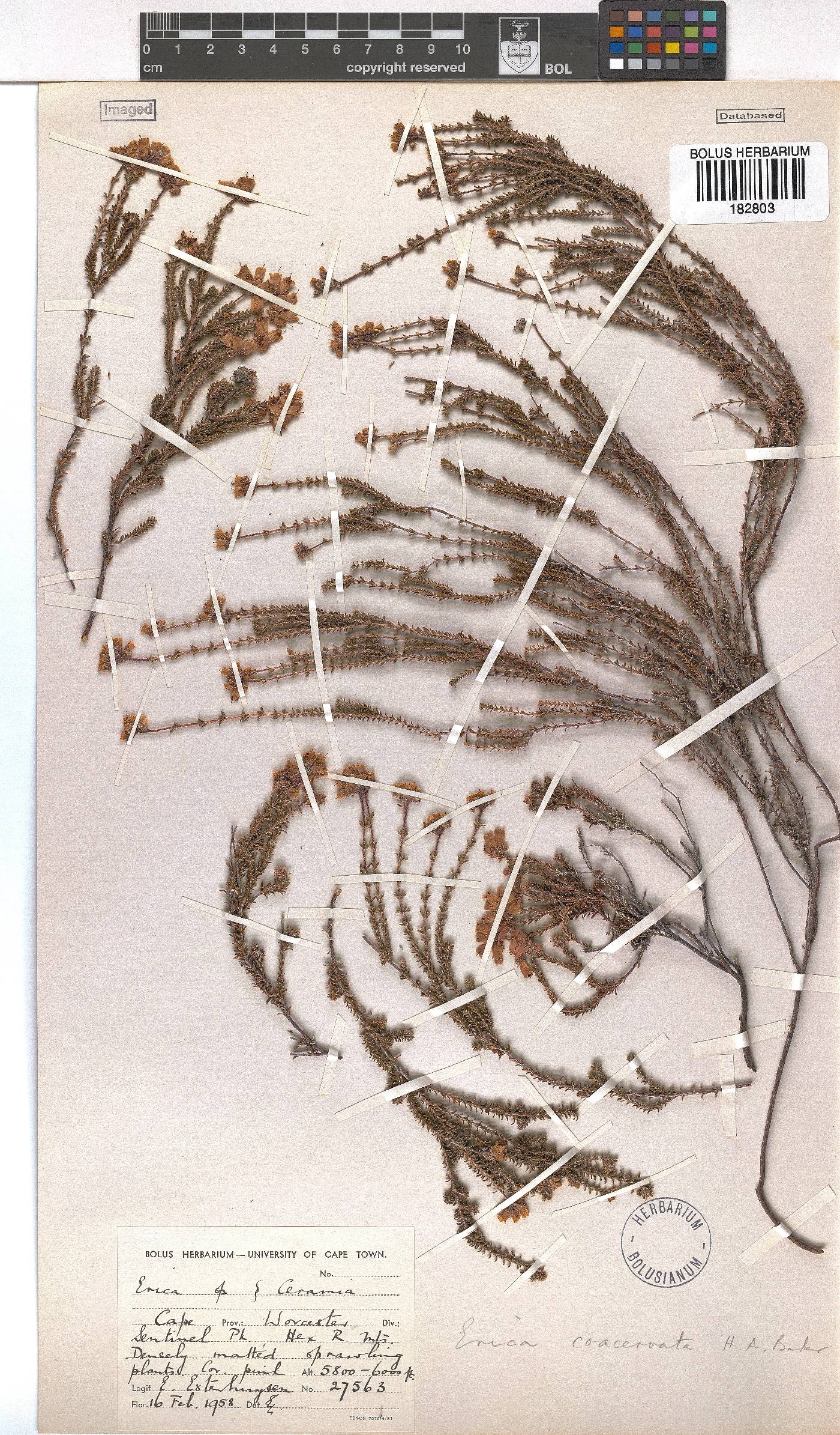 Erica coacervata image