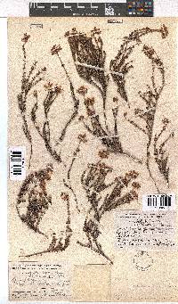 Erica coacervata image