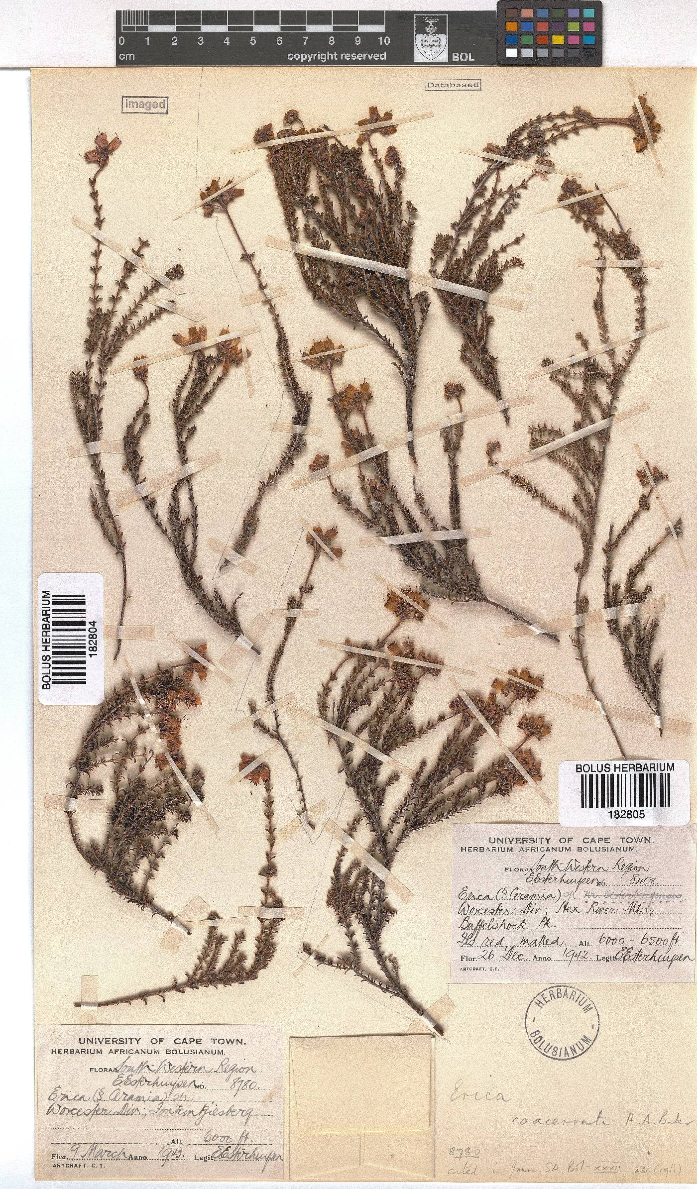 Erica coacervata image