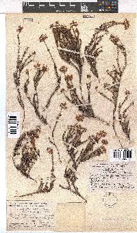 Erica coacervata image