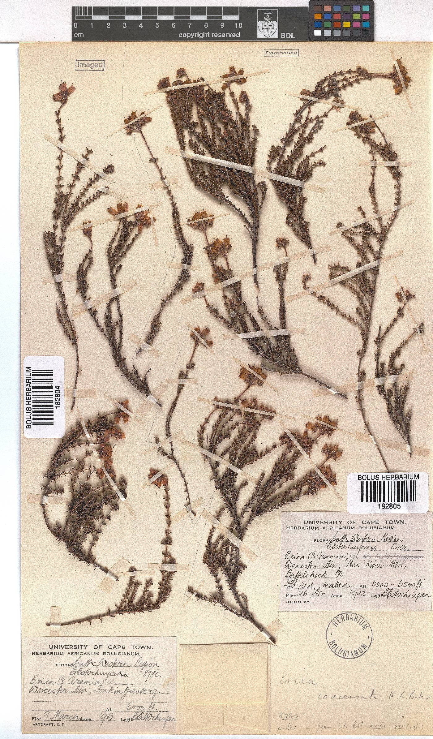Erica coacervata image
