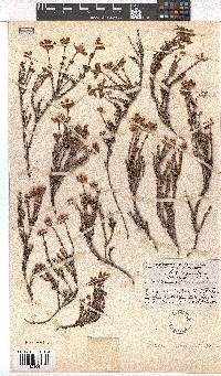 Erica coacervata image