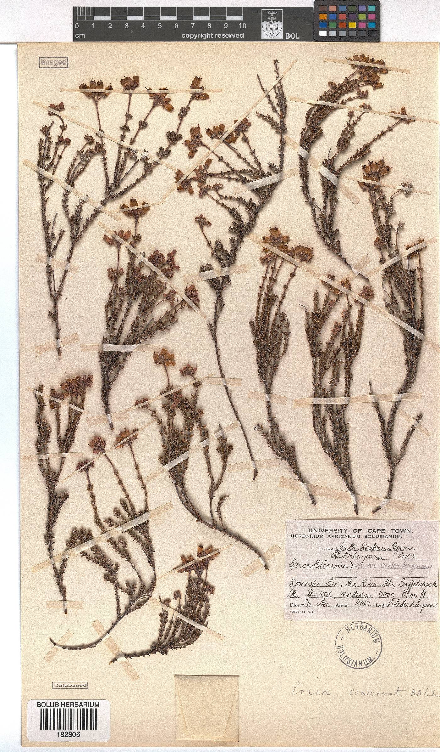 Erica coacervata image