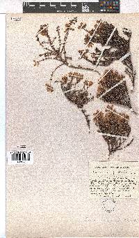 Erica coacervata image