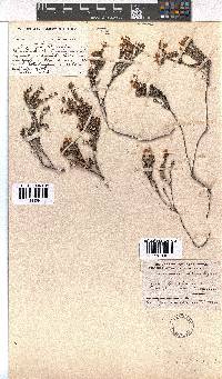 Erica coacervata image