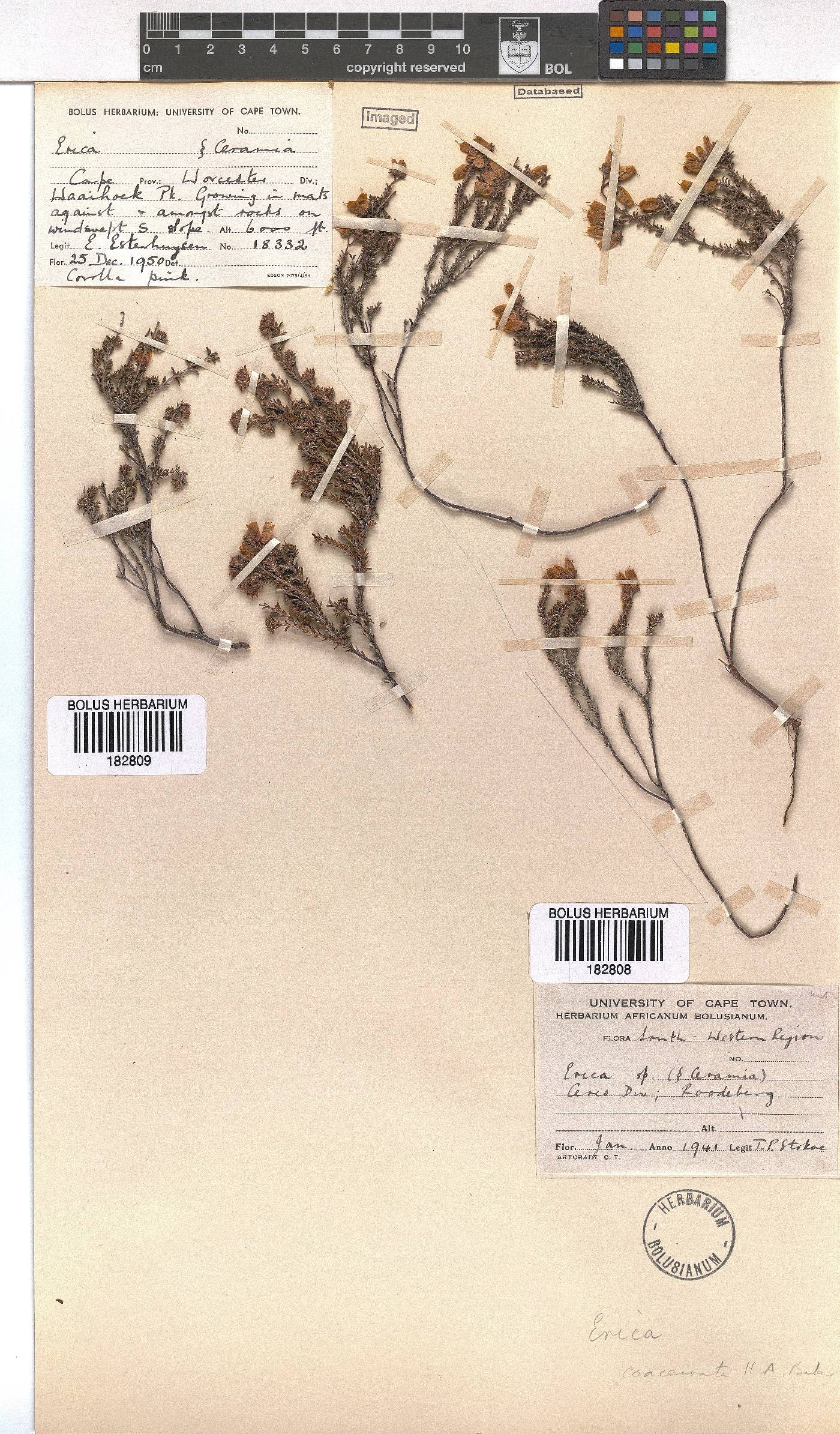 Erica coacervata image