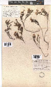 Erica coacervata image