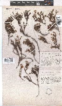 Erica coacervata image