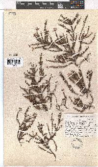 Erica coacervata image