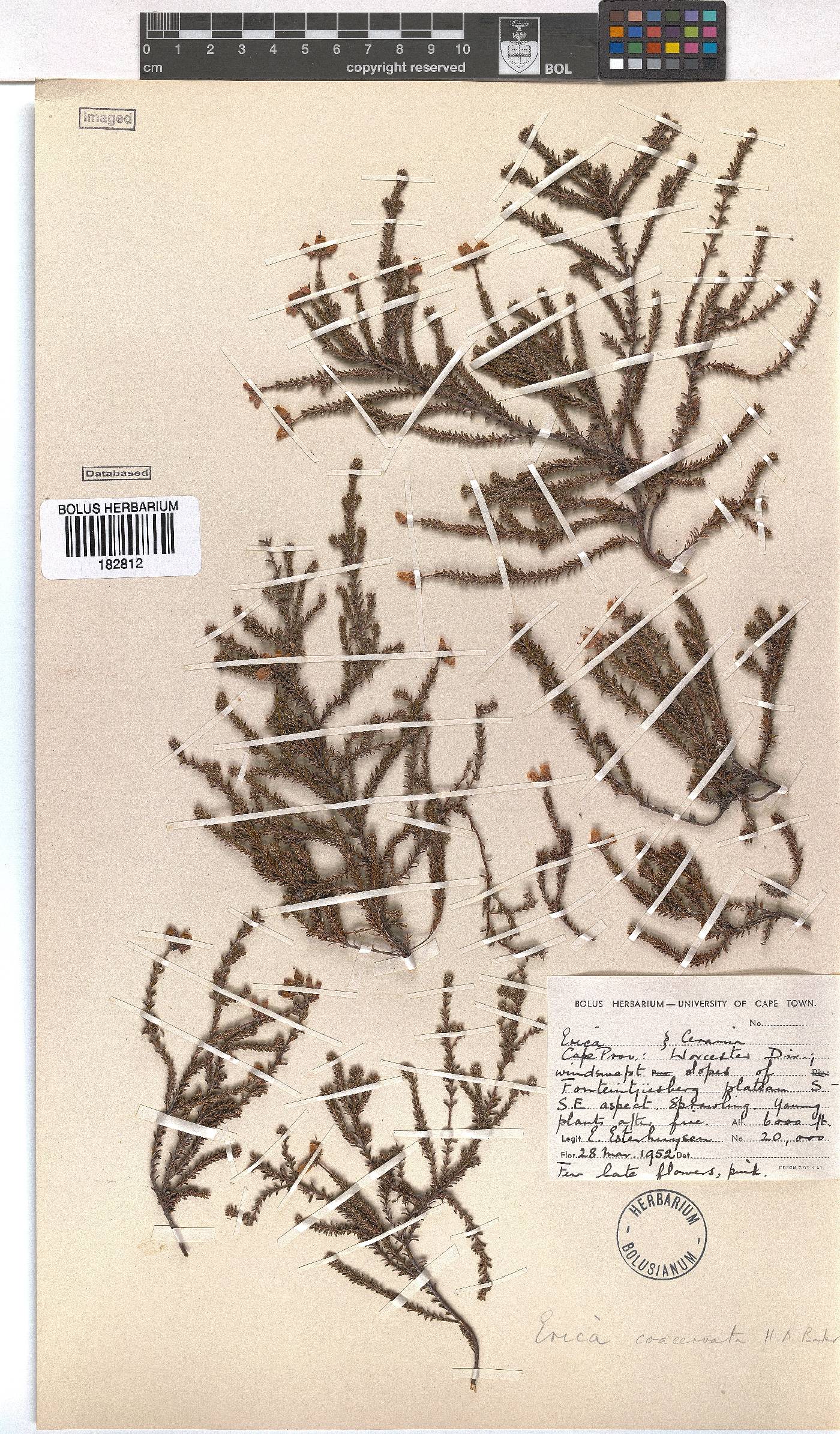 Erica coacervata image