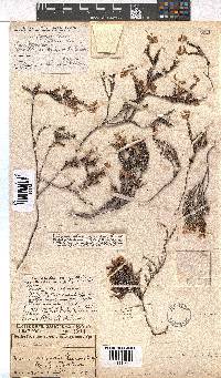 Erica coacervata image