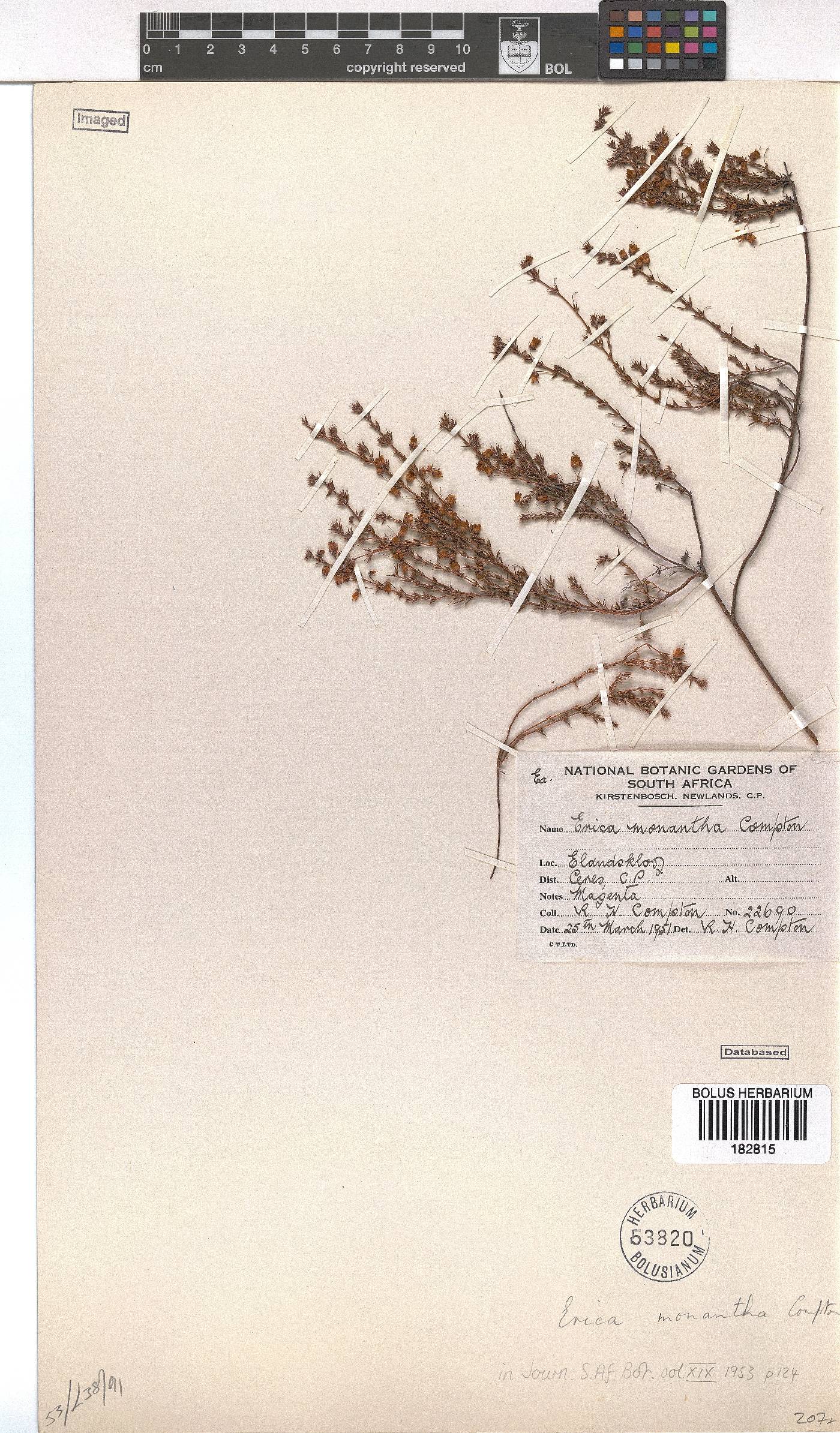 Erica monantha image