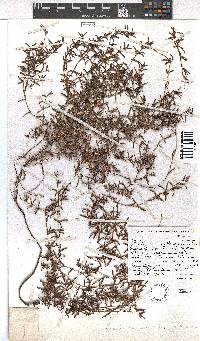 Erica omninoglabra image