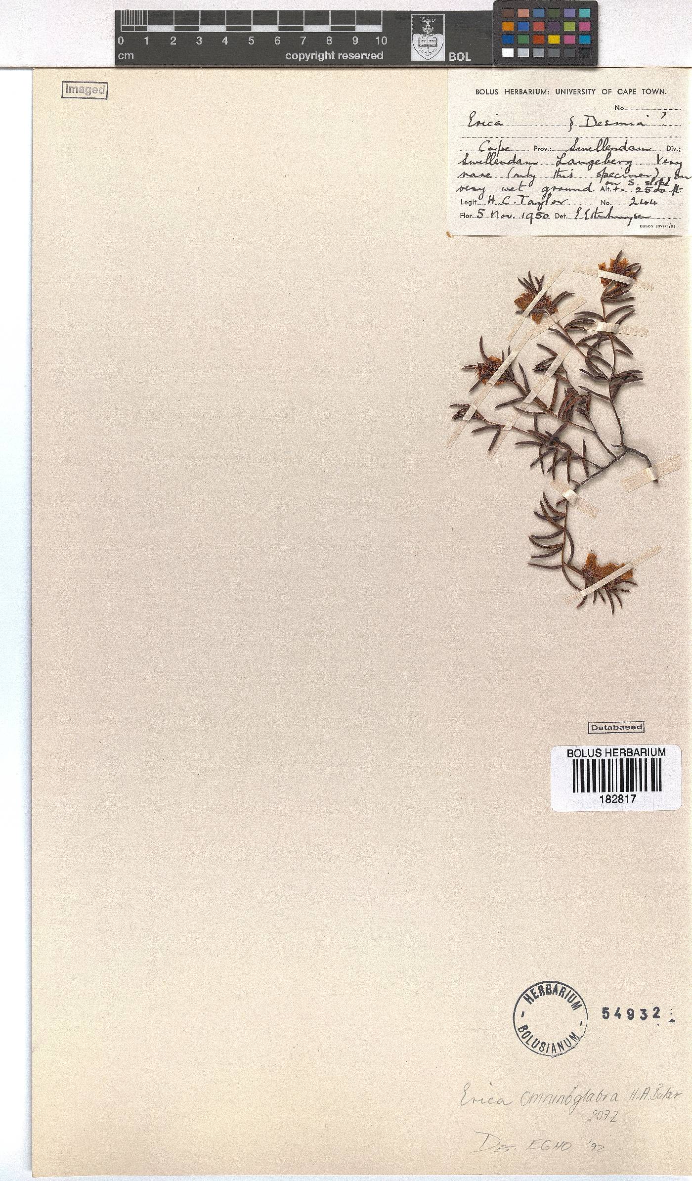 Erica omninoglabra image