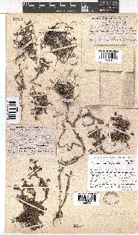 Erica petrophila image