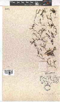 Erica petrophila image