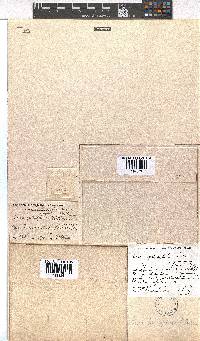 Erica petrophila image