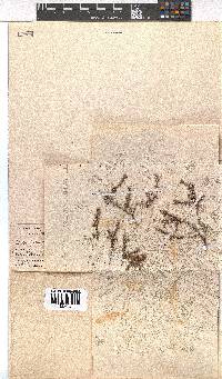 Erica petrophila image