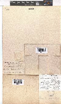 Erica petrophila image