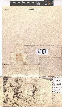 Erica petrophila image