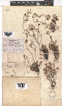 Erica petrophila image