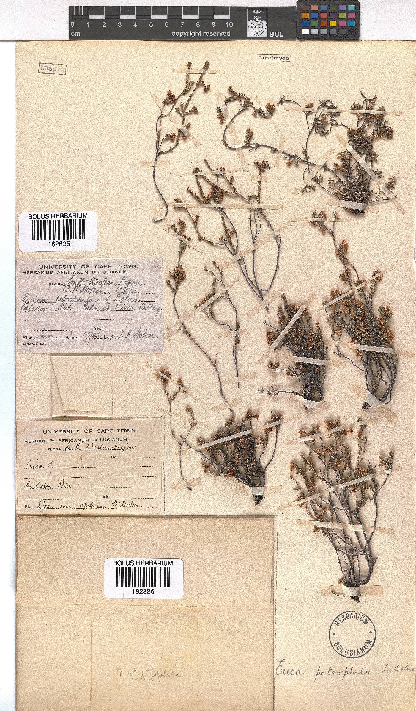 Erica petrophila image