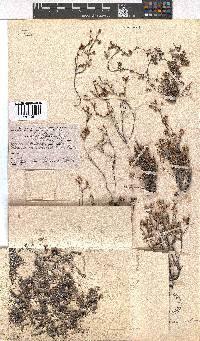 Erica petrophila image