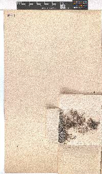 Erica petrophila image