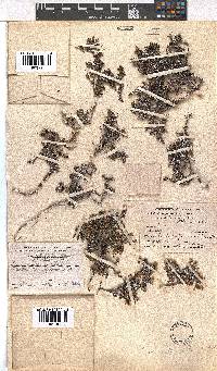 Erica petrophila image