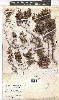 Erica petrophila image