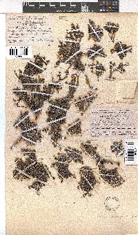 Erica petrophila image