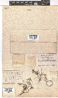 Erica petrophila image