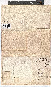 Erica petrophila image