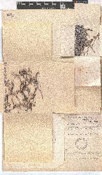 Erica petrophila image