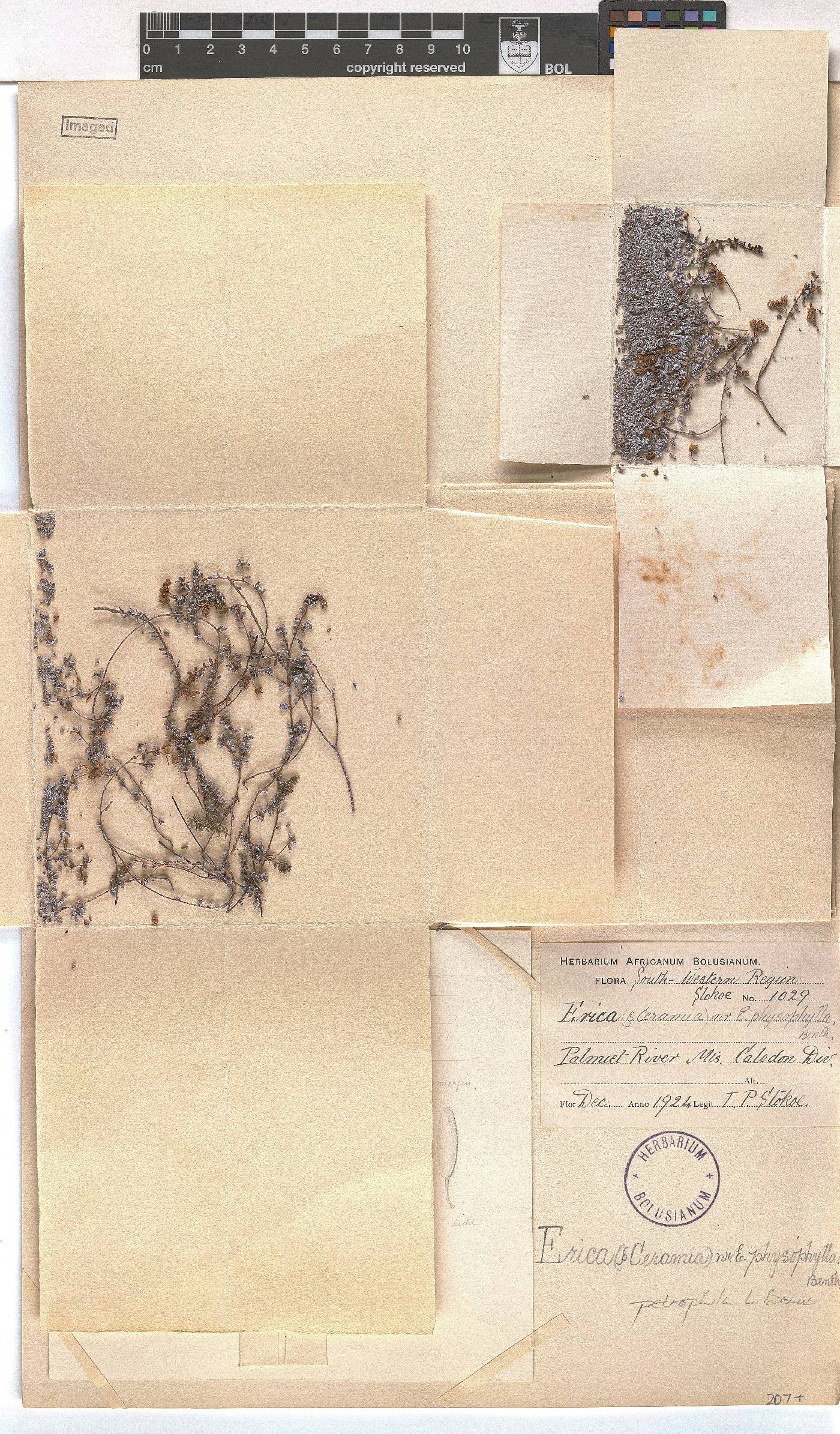 Erica petrophila image
