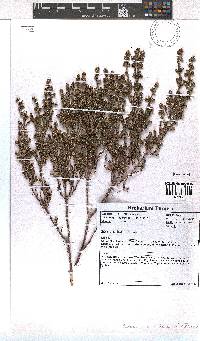 Erica setociliata image