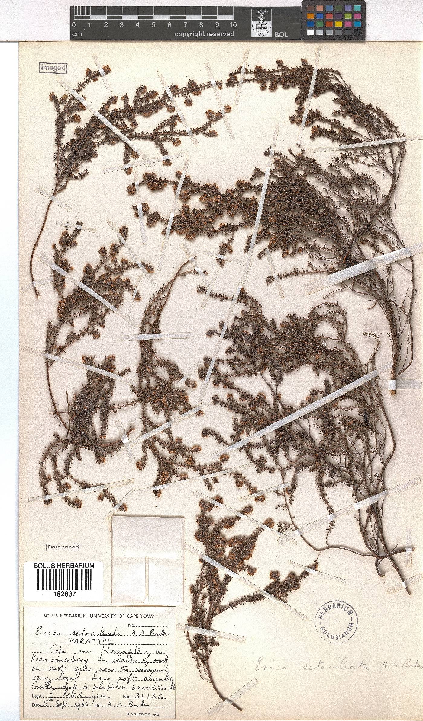 Erica setociliata image