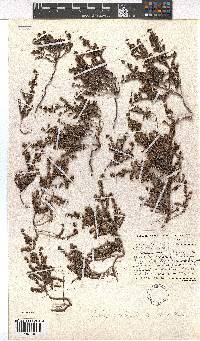 Erica setociliata image