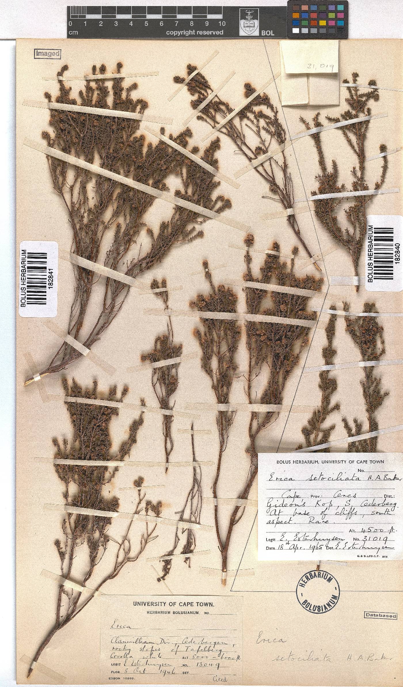 Erica setociliata image