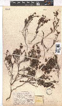 Erica setociliata image