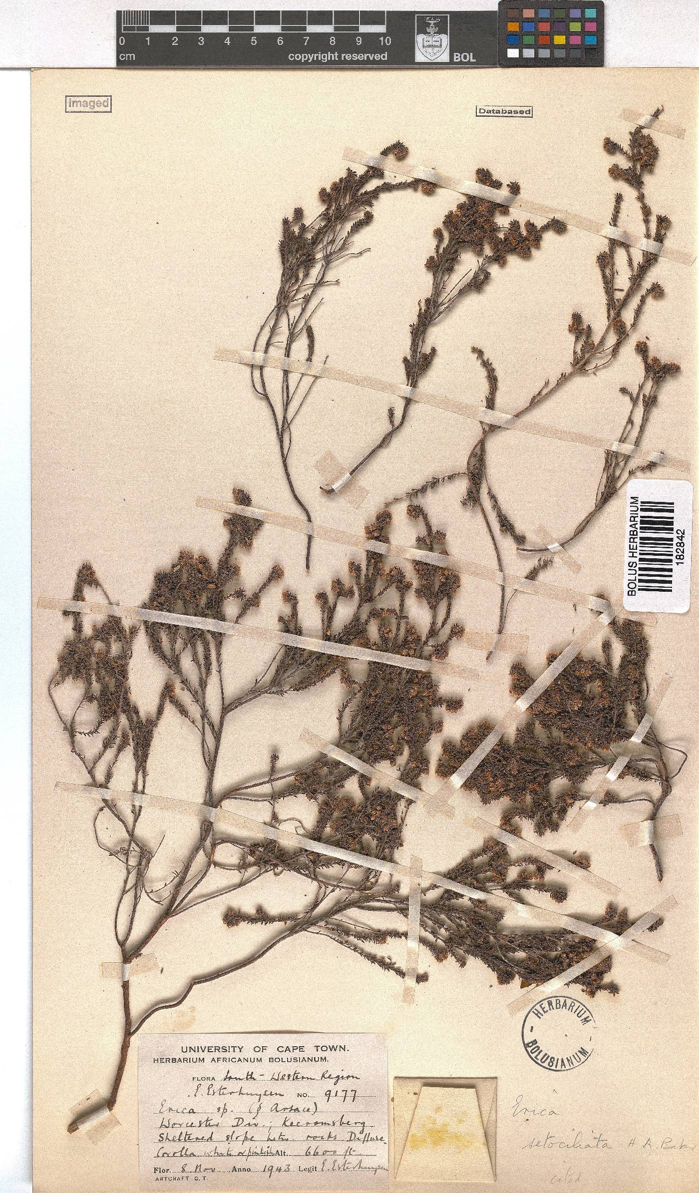 Erica setociliata image