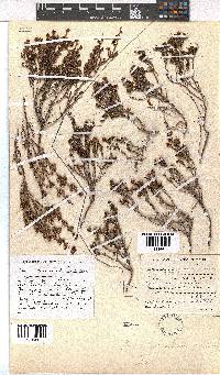 Erica setociliata image