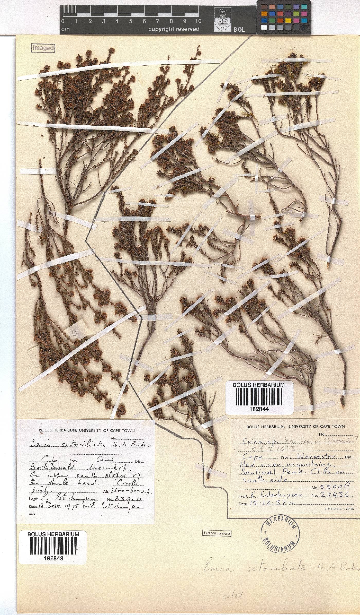 Erica setociliata image