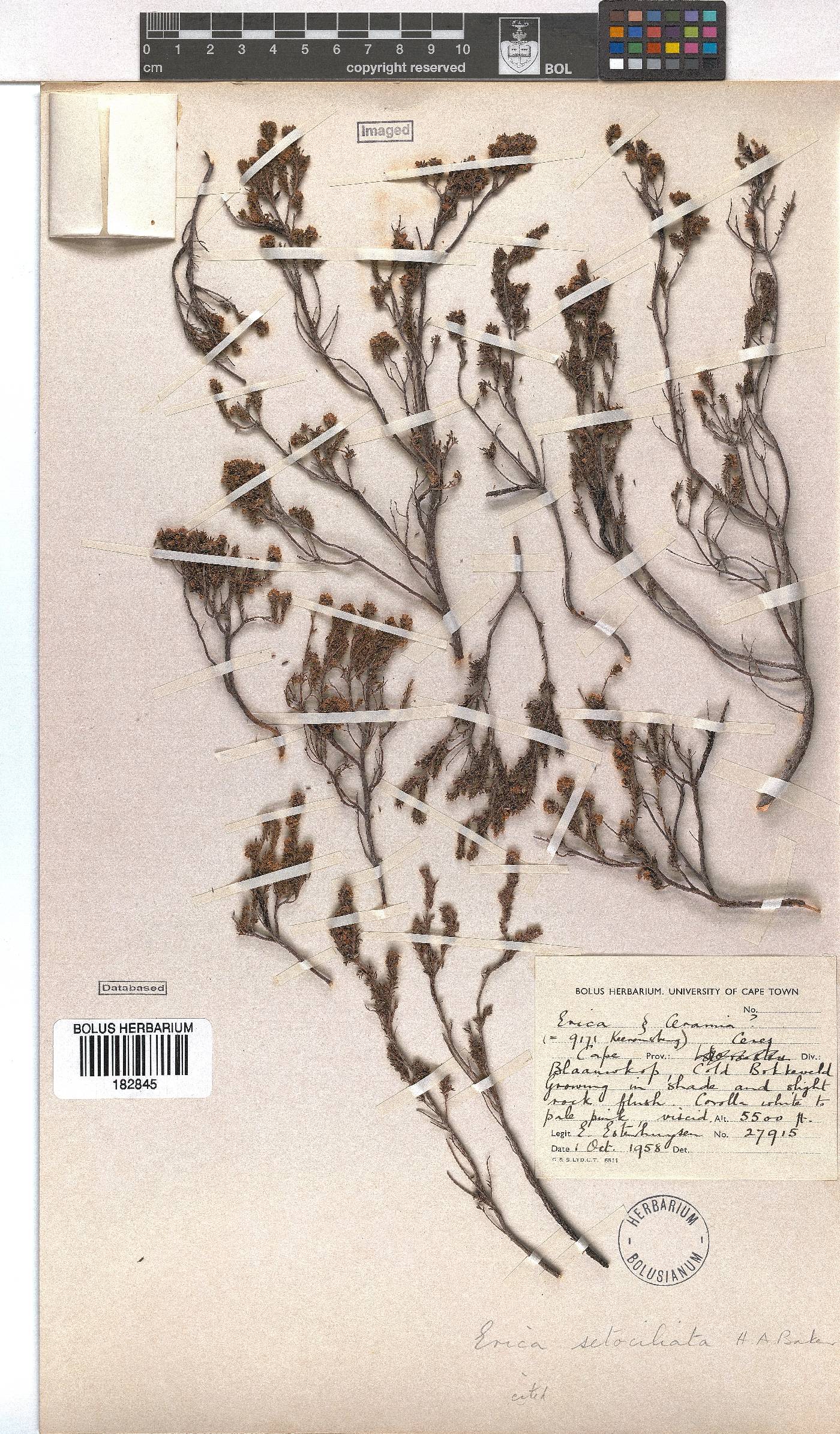 Erica setociliata image